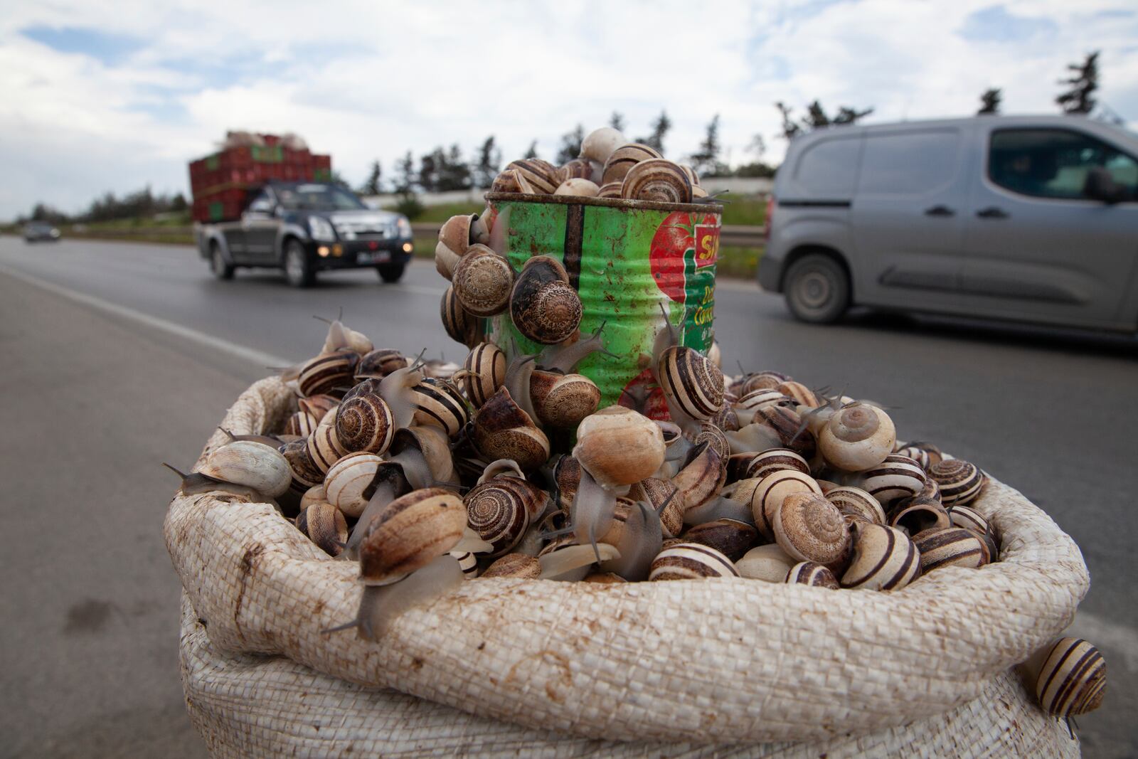 Snails are displayed to be sold on the side of a highway, in Sousse, Tunisia, March 27, 2025. (AP Photo/Ons Abid)