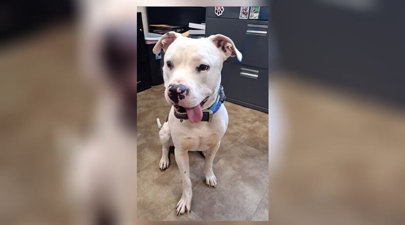 Meet Hammer! He is a 64 lb., Pittie Mix, around 2 ½ to 3-years-old. He came into us as a stray, back in September last year, and was never claimed. He is very sweet, affectionate, and loves to play. His adoption fee is $22 this week, as he is the Pet of the Week. That includes his neuter, vaccines, heartworm test, microchip, dog license, and a free vet check. Call 937-521-2140, if you would like to share some valentine love with Hammer. Clark County Dog Shelter is at 5201 Urbana Road, Springfield. CONTRIBUTED