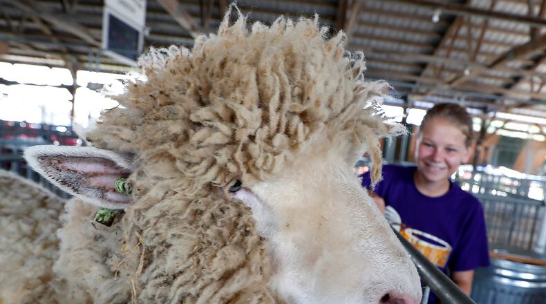 A large sheep named "Rosie" explores her pen at the Champaign County Fairgrounds Thursday as Lilly Marsh, the sister of her owner, JP Marsh, sits with her in the sheep barn. Bill Lackey/Staff