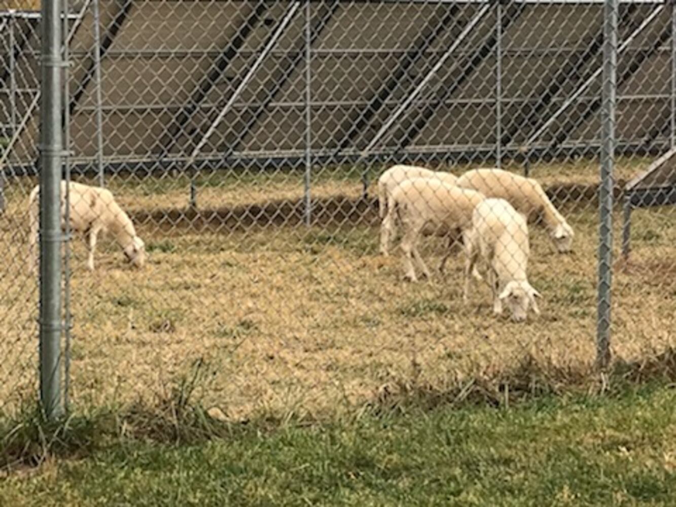 PHOTOS: Antioch College lambs