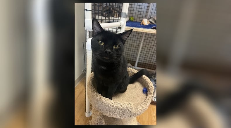 Meet Buster! Buster arrived at Paws Animal Shelter with Ying and Yang, when their former owner was killed in an auto accident. They now need a new loving home. Buster is super friendly and greets all visitors to their room. He was obviously used to getting a lot of attention and is missing it. Come visit him at the Paws Animal Shelter, 1535 West U.S. Highway 36, Urbana. Check out PAWS at pawsurbana.com, on Facebook at facebook.com/paws.urbana, on Petfinder at petfinder.com or call 937-653-6233. PAWS is in need of volunteers and foster homes. CONTRIBUTED