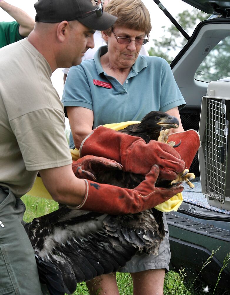 Young Bald Eagles Returned to Nest