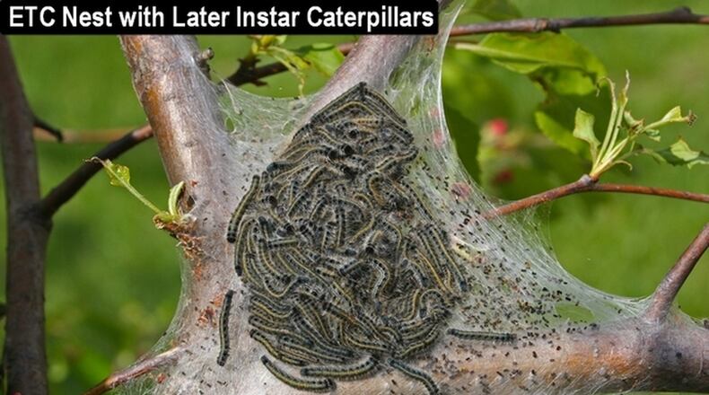 Eastern Tent Caterpillar nest. CONTRIBUTED
