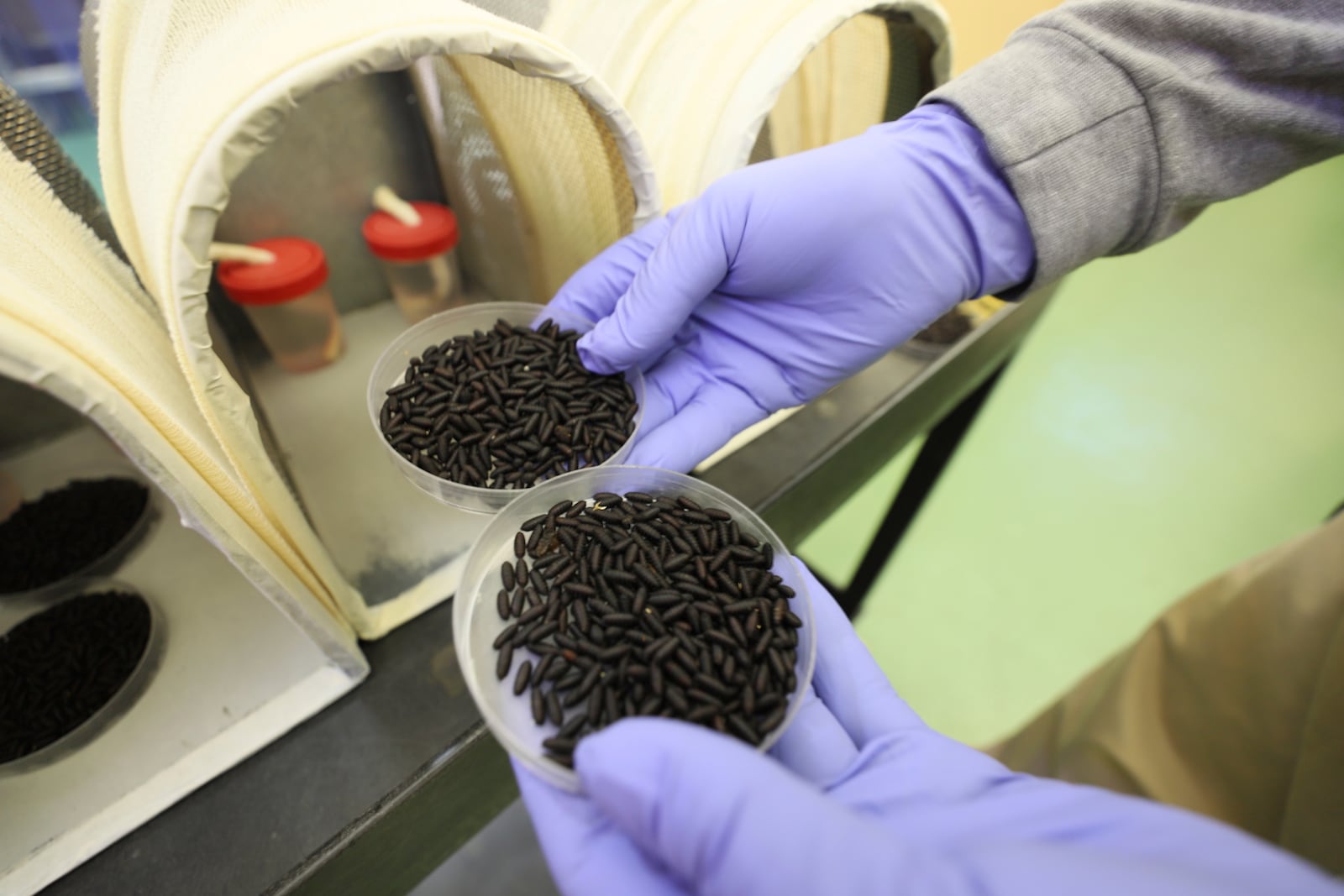 In this Jan. 2024 photo provided by The Panama-United States Commission for the Eradication and Prevention of Cattle Screwworms (COPEG), a worker holds two small containers of New World Screwworm fly pupae at a facility that breeds sterile flies in Pacora, Panama. (COPEG via AP)