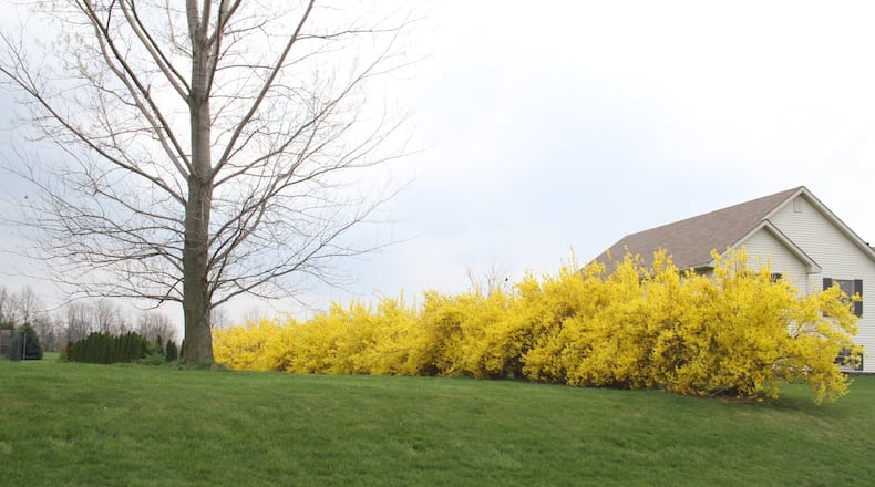 Forsythia Northern Lights blooms at 58 GDD. CONTRIBUTED