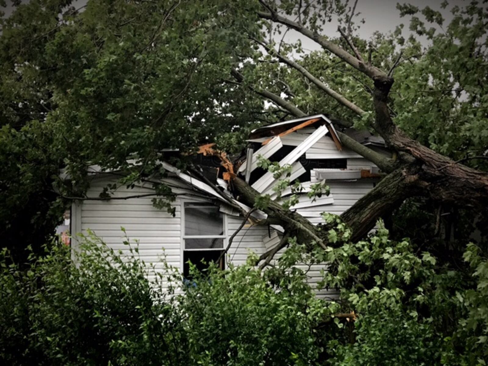 Storms that hit the region late Friday afternoon sent this tree falling onto a house in West Elkton, Preble County. (Jim Noelker/Staff)