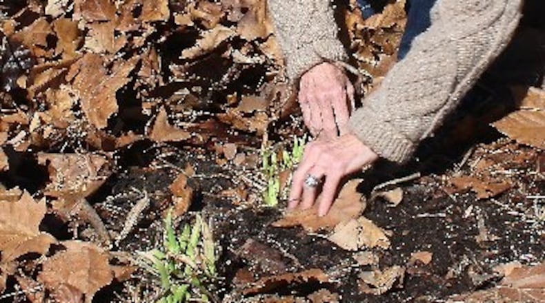 Perennial flowers could be at risk this weekend with colder temperatures expected.
