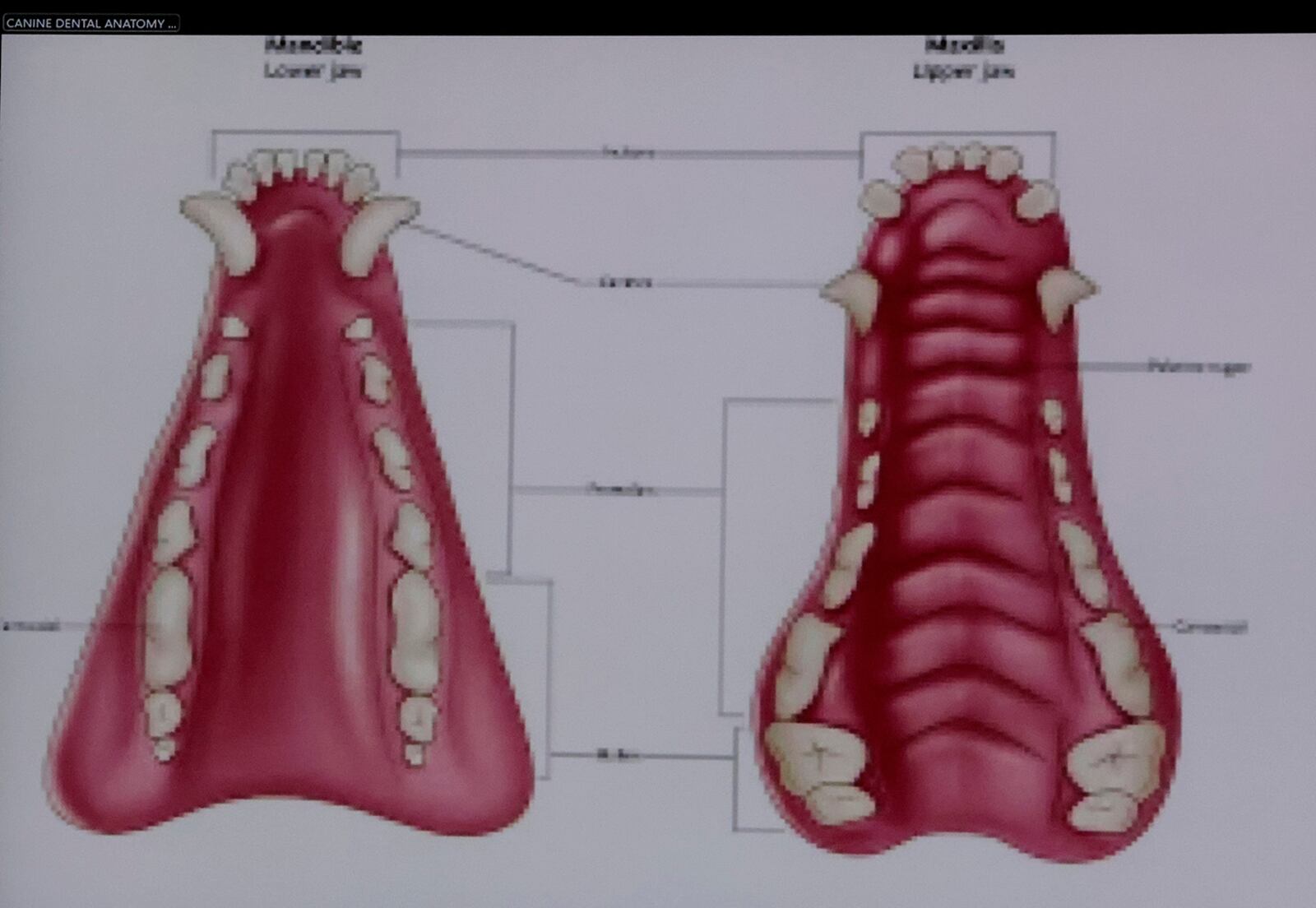 During testimony by forensic pathologist Dr. Marie Russell, a chart of canine dental anatomy, is projected by the defense, during the murder retrial of Karen Read in Norfolk Superior Court, Monday June 2, 2025, in Dedham, Mass. (Pat Greenhouse/The Boston Globe via AP, Pool)