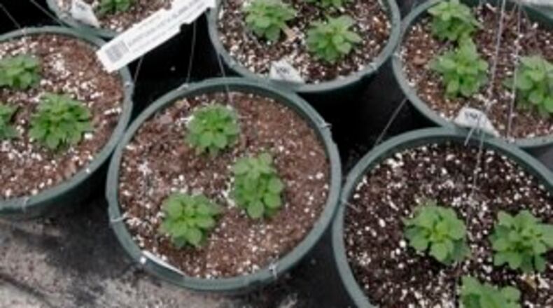 Spring is still three weeks away but at the Knollwood Garden Center production green house in Beavercreek Township, flowering plants are already in bloom. Some plants, like pansies and geraniums were planted in the first week of Dec. of last year to be ready for the first signs of a Spring thaw.