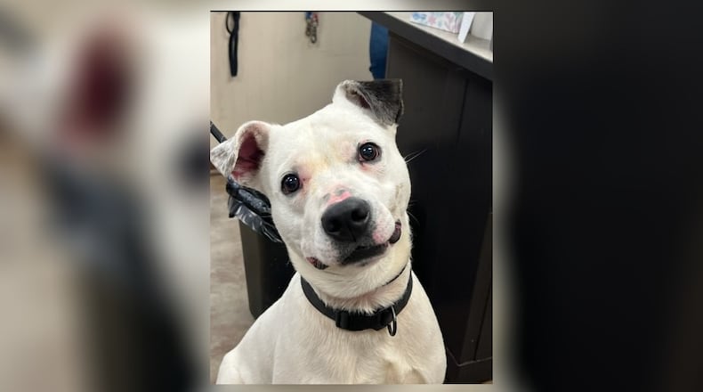 Meet Pongo! He's a blinding 2-3-year-aged American Bulldog mix, weighing 56 lbs. This candy boy loves attention and is repeatedly ready for some look after and affection. He came into the shelter as a stray before the total lot of April and modified into by no blueprint claimed. Cease by the Clark County Canine Shelter to meet this candy boy. Clark County Canine Shelter is at 5201 Urbana Aspect road, Springfield. CONTRIBUTED