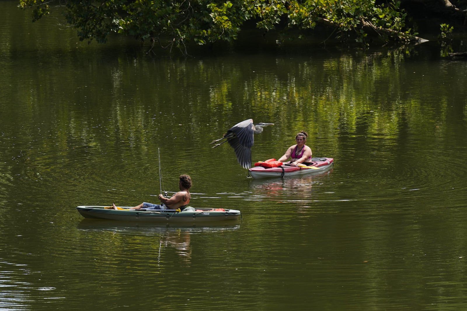 People kayak along the Stones River during a heat advisory as a Great Blue Herron flies overhead Friday, July 25, 2025, in Murfreesboro, Tenn. (AP Photo/George Walker IV)