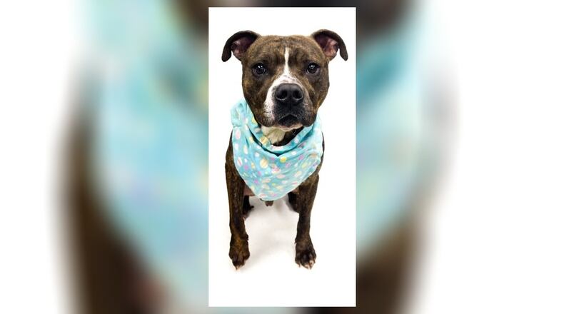 Meet Snyder! He is an approximate 45-50 lb. Boxer-Pittie mix around 3-years-old. Snyder is a happy, friendly guy and is looking for a family to settle down with forever. He has never had issues with other dogs at the shelter but, we always recommend a meet-n-greet prior to adopting. His adoption fee this week is $77, as he is the Pet of the Week. That includes his vaccines, alteration, microchip, dog license, and a free vet check. Call 937-521-2140 for an appointment to meet Snyder. Clark County Dog Shelter is at 5201 Urbana Road, Springfield. CONTRIBUTED