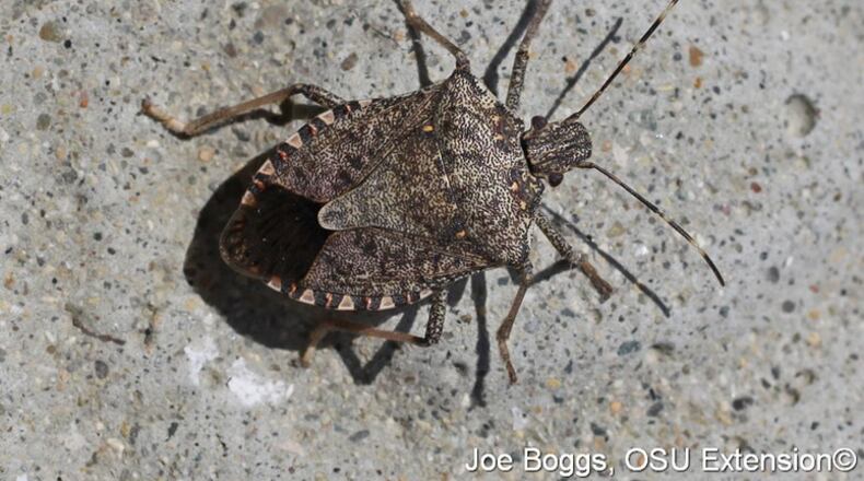 Brown marmorated stink bugs are seeking cover inside your home for the winter. CONTRIBUTED
