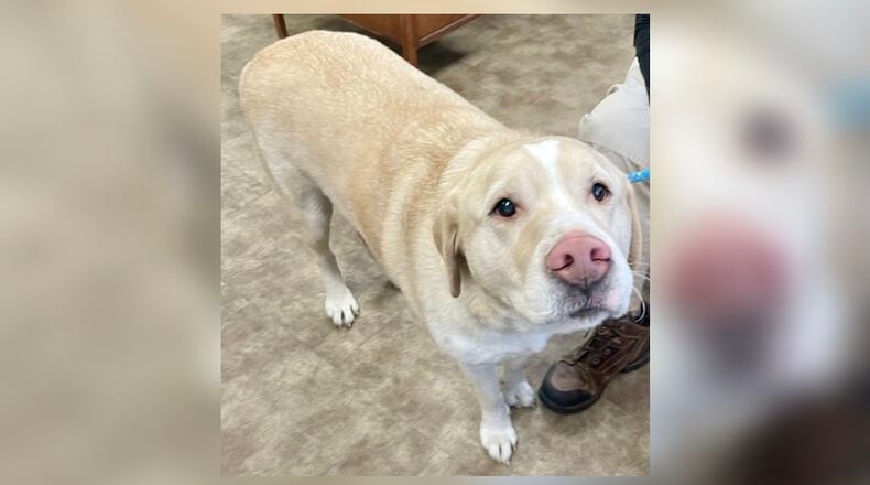 Melvin, a 6-year-old lab mix, is looking for his furever home. He is neutered, vaccinated, microchipped, vet checked and will have his current license for $77 as he is the Pet of the Week. Melvin is at the Clark County Dog Shelter, 5201 Urbana Road, Springfield. The shelter can be reached at 937-521-2140, or visit www.facebook.com/clarkcountydogshelter for more information. CONTRIBUTED