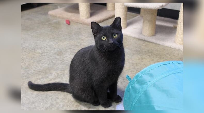 Hi there, I’m Salem! My life changed when a fire turned my home to ashes. My four sisters and I were saved by a superhero, a firefighter who carried us to safety. Now we’re in a shelter, but I’m not scared. I’m curious! I spend my days exploring every nook and cranny, meeting new friends and playing. I’m sweet and friendly and I get along with dogs, as I used to live with three large ones (they were nice and not aggressive). I promise to fill your life with purrs, playfulness, and unconditional love. Come visit me at the Paws Animal Shelter, 1535 West U.S. Highway 36, Urbana. Check out Paws at pawsurbana.com, on Facebook at facebook.com/paws.urbana, on Petfinder at petfinder.com or call 937-653-6233. To apply to adopt any of our cats or kittens, visit pawsurbana.org. Paws is in need of volunteers and foster homes. CONTRIBUTED