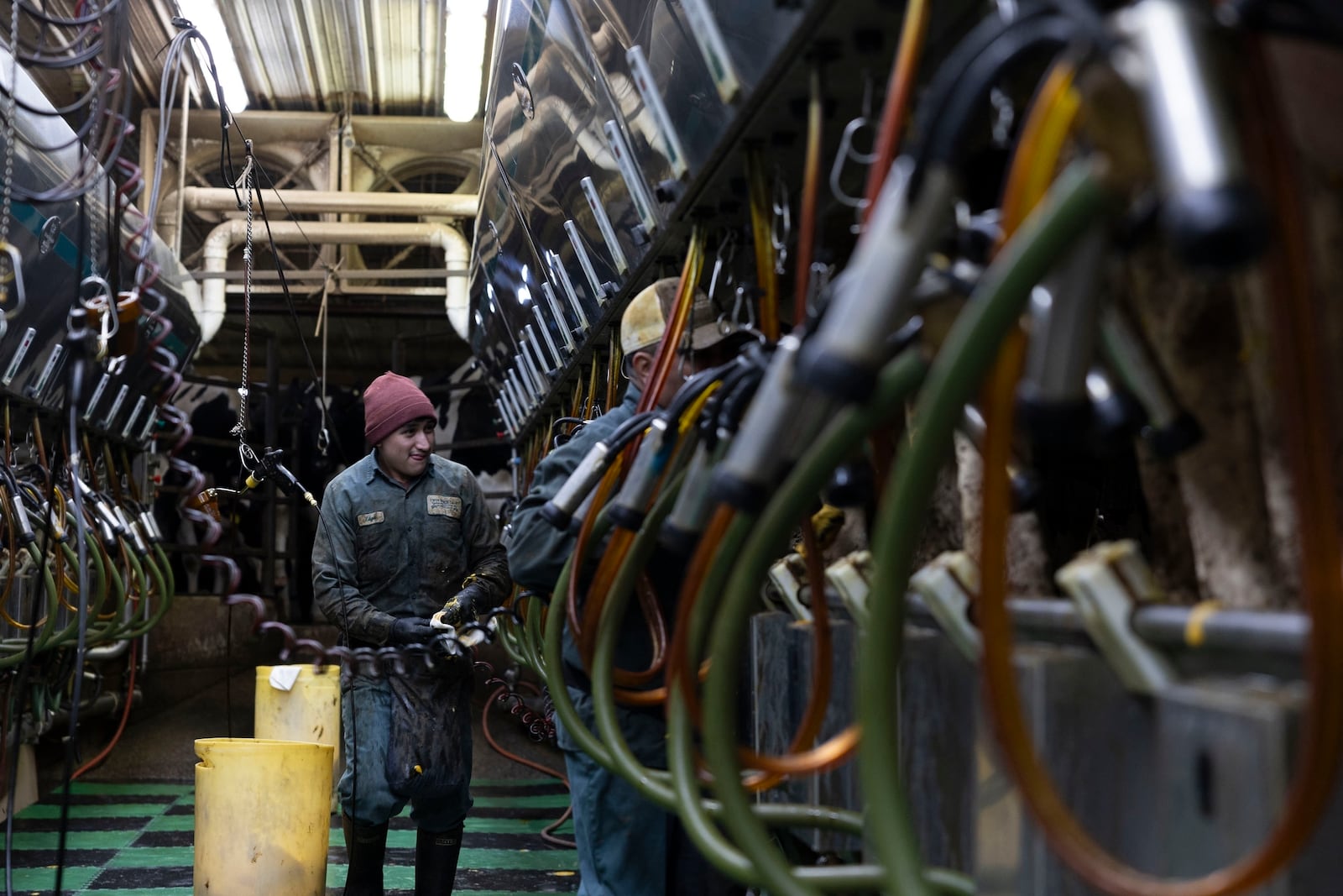 Workers milk cows at Twin Birch Dairy on Friday, March 21, 2025, in Skaneateles, N.Y. (Caitlyn Daproza via AP)