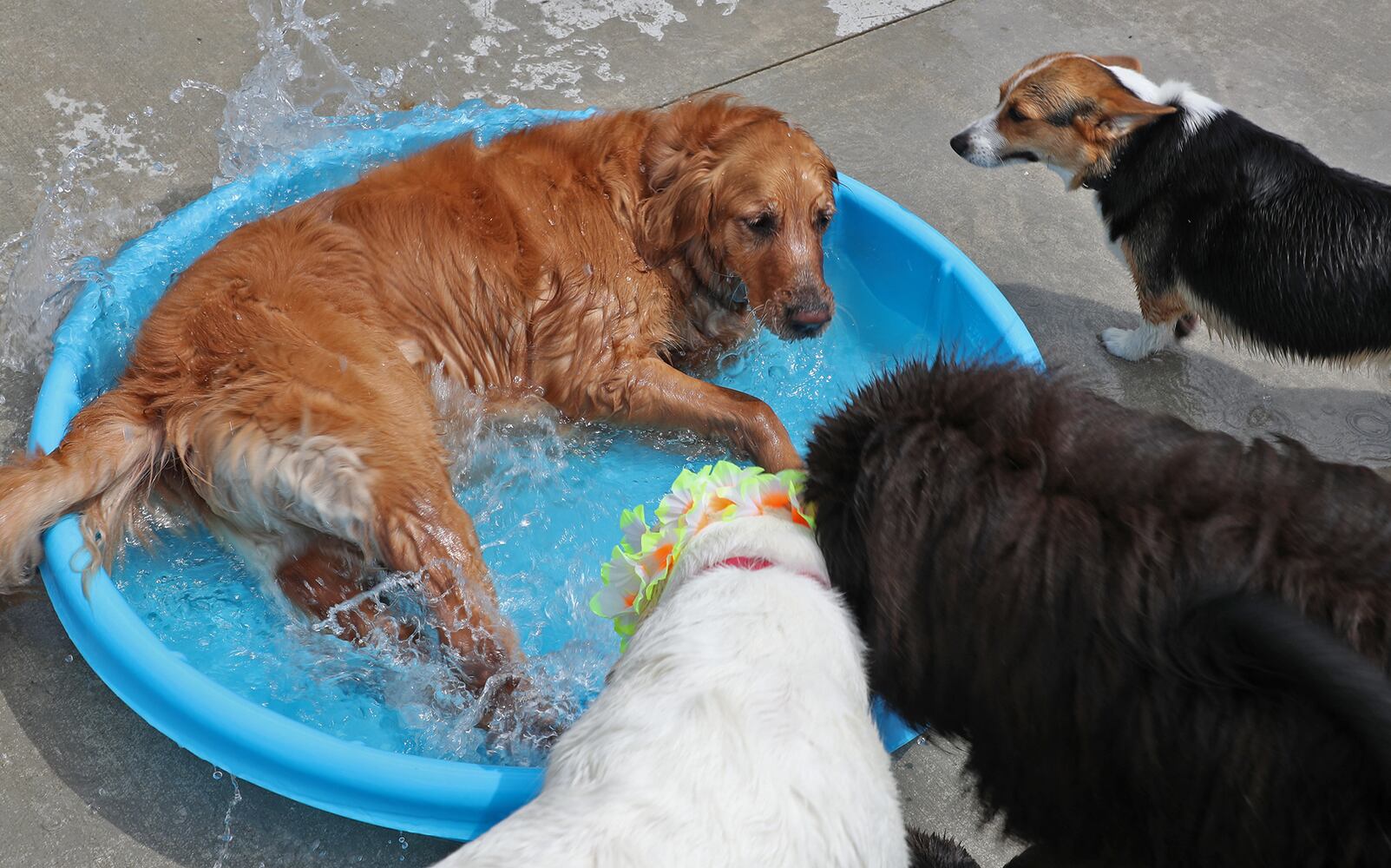 PHOTOS: Doggie Pool Party