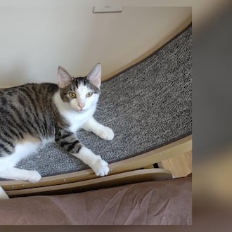 Hi, I’m Finch. My brothers and I were living with a lady who had way too many cats. One day, superheroes swooped in. They weren’t wearing capes, but they were real heroes to us. They brought us to this new place called Paws Animal Shelter. It’s very nice here, and they’re taking great care of us. I’ve got lots of food, toys, and my brothers to play with. But, I heard there’s something even better out there - a ‘forever home.’ I don’t know what that means, but it sounds exciting. I promise to be the best kitten ever if you choose me. I’m ready to be your superhero. Come visit me at Paws Animal Shelter, 1535 West U.S. Highway 36, Urbana, online at pawsurbana.org, Facebook at facebook.com/paws.urbana, on Petfinder at petfinder.com or call 937-653-6233. Paws is in need of volunteers and foster homes. CONTRIBUTED