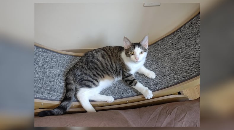 Hi, I’m Finch. My brothers and I were living with a lady who had way too many cats. One day, superheroes swooped in. They weren’t wearing capes, but they were real heroes to us. They brought us to this new place called Paws Animal Shelter. It’s very nice here, and they’re taking great care of us. I’ve got lots of food, toys, and my brothers to play with. But, I heard there’s something even better out there - a ‘forever home.’ I don’t know what that means, but it sounds exciting. I promise to be the best kitten ever if you choose me. I’m ready to be your superhero. Come visit me at Paws Animal Shelter, 1535 West U.S. Highway 36, Urbana, online at pawsurbana.org, Facebook at facebook.com/paws.urbana, on Petfinder at petfinder.com or call 937-653-6233. Paws is in need of volunteers and foster homes. CONTRIBUTED