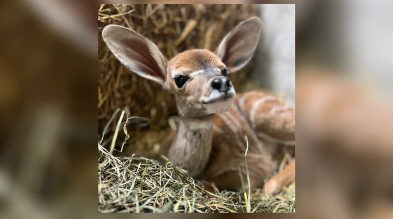 A lesser kudu calf was born at the Cincinnati Zoo on Monday, Jan. 15, 2024. The female calf is the zoo's first baby born in 2024. Photo courtesy the Cincinnati Zoo and Botanical Gardens.