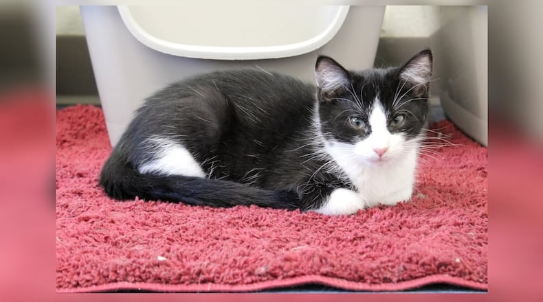 Spanky and his three siblings were put outside of a house in Springfield. A neighbor took them in for a few weeks, as they were way too young to be out. However, she wasn’t able to keep them, so she brought them to Paws Animal Shelter to find their forever homes. The four siblings have taken over Kitty Cove, one of our kitten rooms at the shelter, and they’re having a blast. They absolutely love to play, especially with fishing pole toys. When those aren’t available, they love to play with one another, chasing each other around and wrestling. They also enjoy bird watching at the window in their room. They’re all super sweet and loving and would be wonderful additions to any family. Come see Spanky and his gang at 1535 West U.S. Highway 36, Urbana. Check out Paws at pawsurbana.com, on Facebook at facebook.com/paws.urbana, on Petfinder at petfinder.com or call 937-653-6233. Paws is in need of volunteers and foster homes. CONTRIBUTED