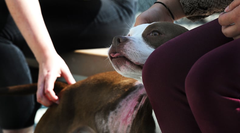 Honeycomb enjoys the attention of visitors at the Montgomery County Animal Resource Center. MARSHALL GORBY\STAFF