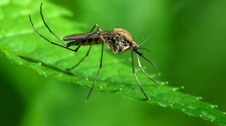 West Nile Virus has been detected in mosquitoes in Clark County.