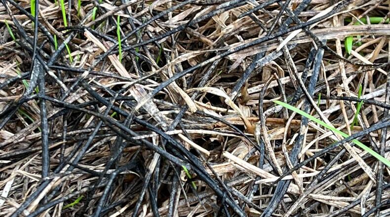 The black along the dead turf blades is suspected to be a slime mold or bacteria feeding on the organic matter.