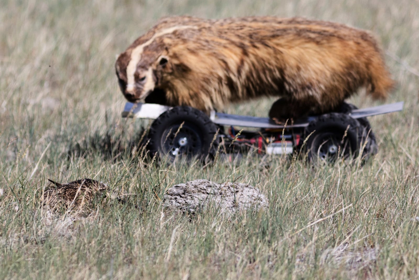 In this photo provided by the Smithsonian in June 2024, a long-billed curlew, bottom left, reacts to the "badgerinator," a simulated predator, during field research on prairie dog/long-billed curlew interactions at the American Prairie reserve in Montana. (Andrew Dreelin/Smithsonian National Zoo and Conservation Biology Institute via AP)