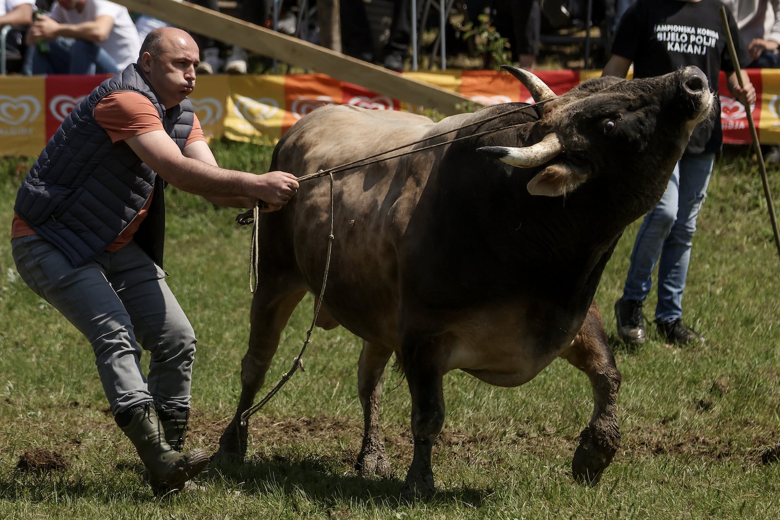 A man prepares his bull prior to the start of the bullfights in Bijelo Polje, Bosnia, Sunday, May 11, 2025. (AP Photo/Armin Durgut)