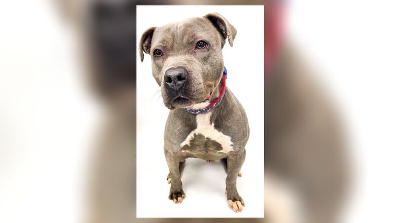 Meet Duke! He is a blue brindle, 2-3 year old Pit Bull Terrier. He weighs approximately 51 lbs. and is very sweet. He is a little scared at first, but he warms up quickly. He has not had any issues with other dogs at the shelter but, we always recommend a meet-n-greet prior to adopting. His adoption fee this week is $22, as he is our pet of the week. That includes his alteration, vaccines, microchip 2022 dog license and a free vet check. Come check him out this week at the Clark County Dog Shelter, 5201 Urbana Road, Springfield. Call 937-521-2140 or visit www.facebook.com/clarkcountydogshelter for more information. CONTRIBUTED