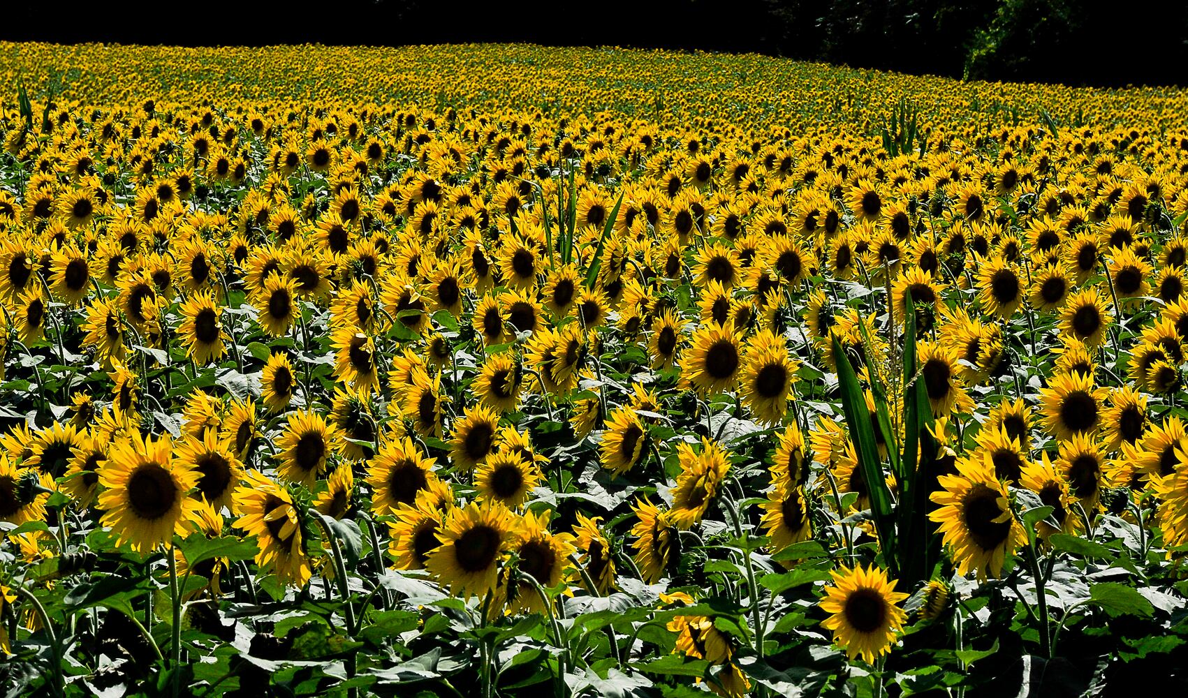Yellow Springs Sunflowers