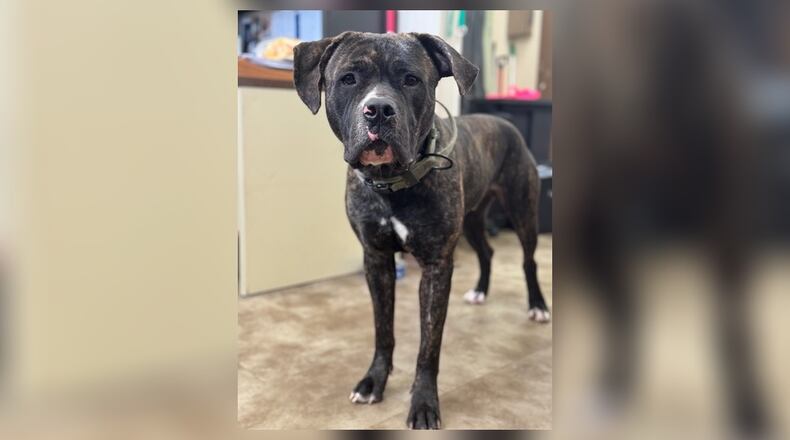 Meet Bear! He is a Mastiff mix, around 89 pounds. I know it may look as if most of his weight is his big old head but, we promise you his heart is bigger. Bear is as sweet and gentle as a giant can get. He is great with kids and does well with other dogs. His adoption fee this week is $22, as he is Clark County Dog Shelter’s Pet of the Week. Stop in and meet him in person. Clark County Dog Shelter is at 5201 Urbana Road, Springfield. CONTRIBUTED