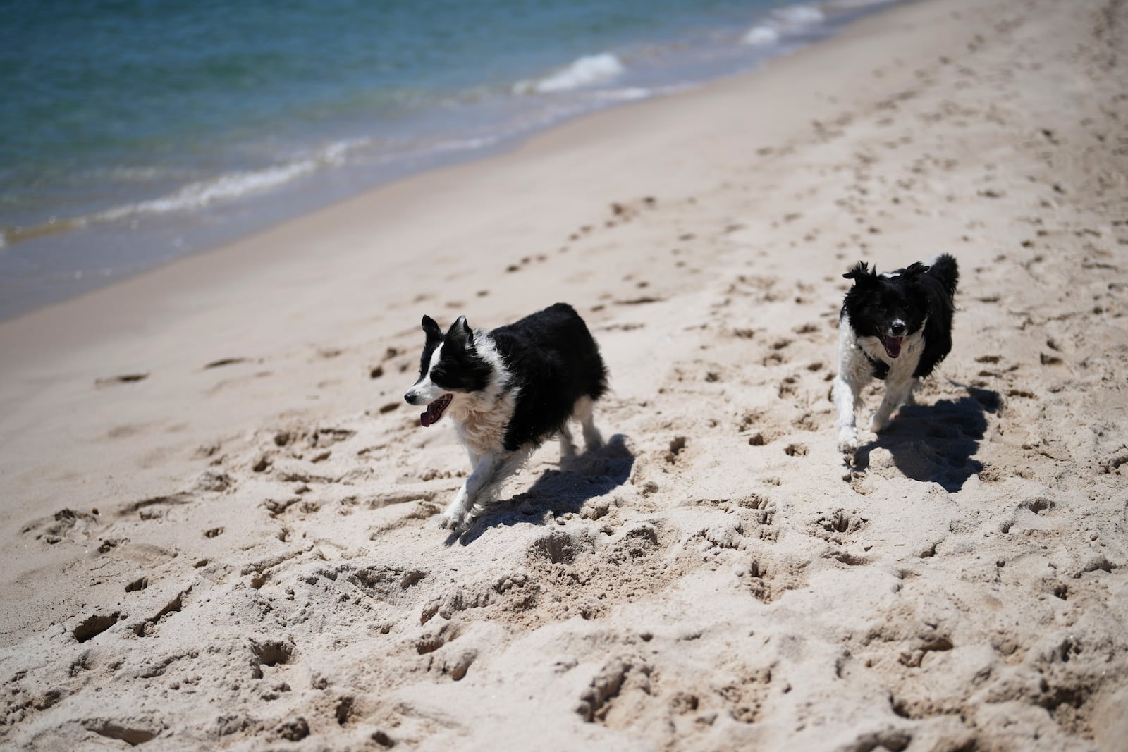 Perle, right, and Lola run on the beach after receiving the Palm Dog award on behalf of Panda, who could not attend, during the Palm Dog award ceremony at the 78th international film festival in Cannes, southern France, Friday, May 23, 2025. (AP Photo/Natacha Pisarenko)