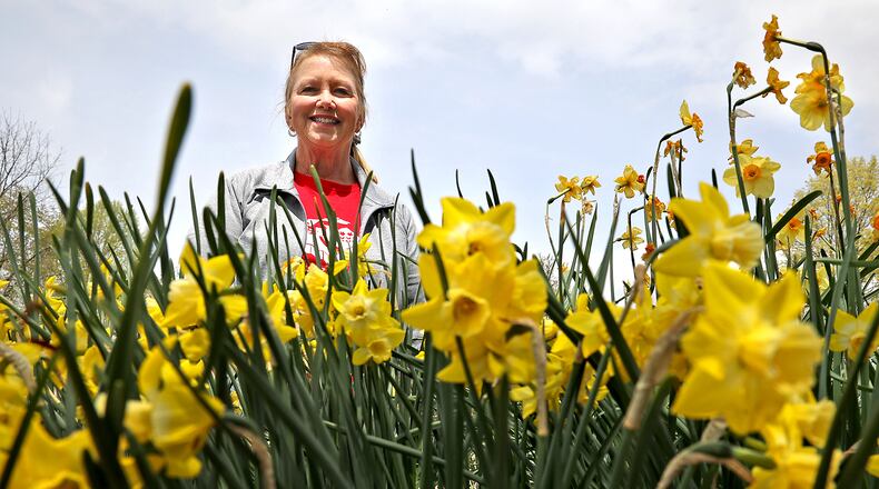 Deb Brugger, president-elected of the Master Gardener Volunteers of Clark County, with some of the daffodils blooming at the Snyder Park Gardens and Arboretum. The Master Gardener Volunteers are holding their annual plant sale on Saturday. BILL LACKEY/STAFF