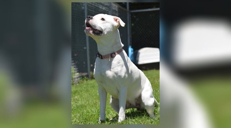 Meet Anna is a 1-2 year old pittie mix that weighs approximately 50 lbs. Anna is a love bug that absolutely loves to play. She seems to do well with other dogs, as we have seen but we always recommend a meet-n-greet, prior to adopting. Her adoption fee this week is $77, as she is Clark County Dog Shelter’s Pet of the Week. That includes her alteration, vaccines, microchip, dog license, and a free vet check. Call 937-521-2140 for an appointment to meet her. Clark County Dog Shelter is at 5201 Urbana Road, Springfield. CONTRIBUTED