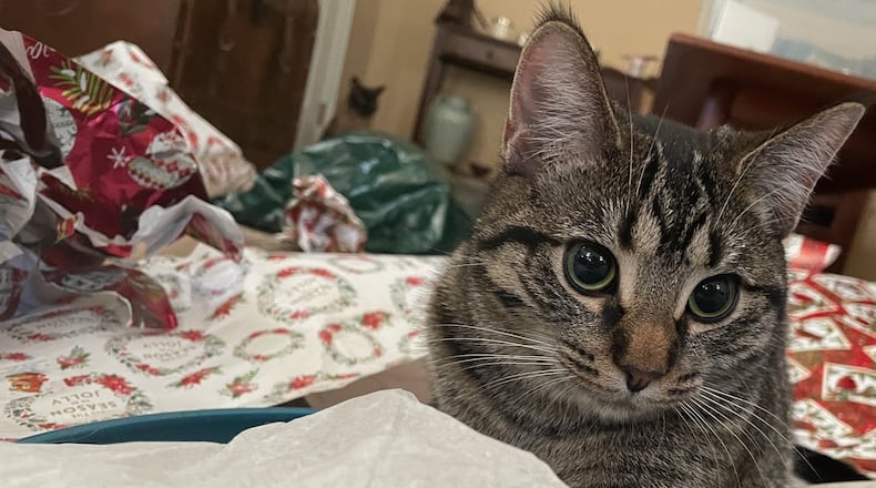 An indoor cat plays with Christmas wrapping paper. STAFF