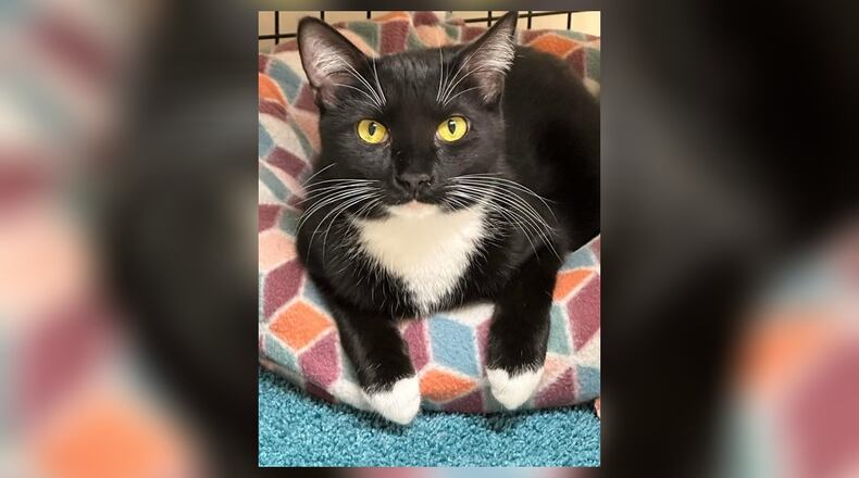 Pooh Bear is a sweet 10-month-old white neutered male kitten. Takes a minute for him to trust you but once he does, he’s very grateful and likes to be petted. Come meet Pooh Bear in the Cattitude Room at the Paws Animal Shelter, 1535 West U.S. Highway 36, Urbana. Check out PAWS at pawsurbana.com, on Facebook at facebook.com/paws.urbana, on Petfinder at petfinder.com or call 937-653-6233. PAWS is in need of volunteers and foster homes. CONTRIBUTED