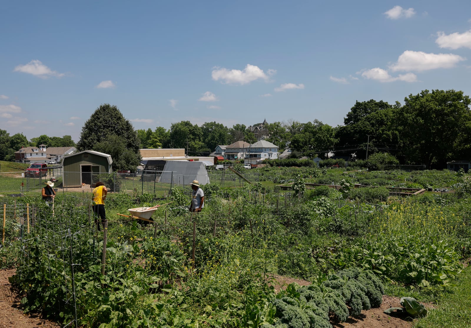 Workers walk through plants on Tuesday, July 8, 2025, at Jefferson Street Oasis Community Garden. This was taken prior to an act of vandalism to the garden that left 70% of the plants impacted. COOKE/STAFF