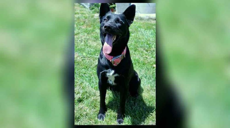 Dolly is a 5-year-old shepherd mix weighing in at 56 lbs. She’s a sweet and gentle soul who’s a little shy at first, but with a bit of patience and love, she truly blossoms. Dolly would thrive in a calm, caring home where she can feel safe and loved at her own pace. Clark County Dog Shelter is at 5201 Urbana Road, Springfield. CONTRIBUTED