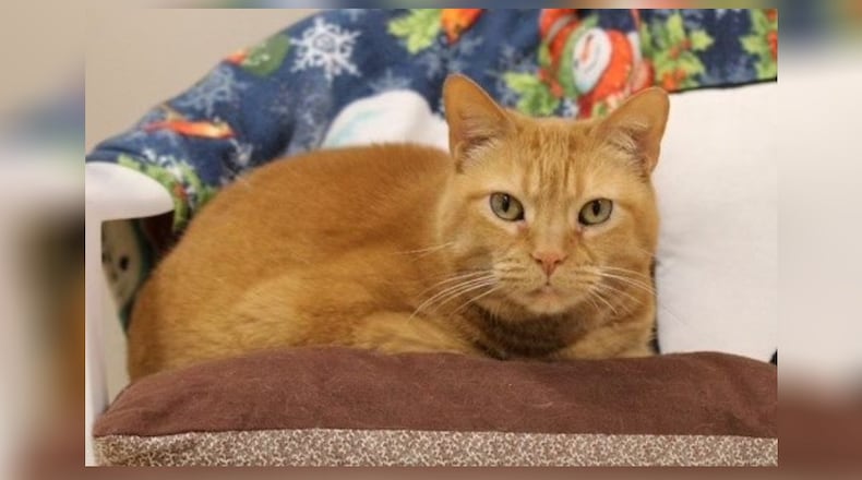 My name is Peaches and I am a Domestic Short Hair kitty who would love to come home with you. I have been at the shelter for a while, and I would require an experienced cat person to adopt me. I don’t get along well with some other cats. I used to be pretty moody and would scratch people with no warning. I’ve gotten much, much better, and I now enjoy being petted. If I had my own home and a patient person to play with me and redirect my energy, I would be a good kitty. Come visit me at the Paws Animal ShelterPaws Animal Shelter, 1535 West U.S. Highway 36, Urbana. Check out Paws at pawsurbana.com, on Facebook at facebook.com/paws.urbana, on Petfinder at petfinder.com or call 937-653-6233. Paws is in need of volunteers and foster homes. CONTRIBUTED