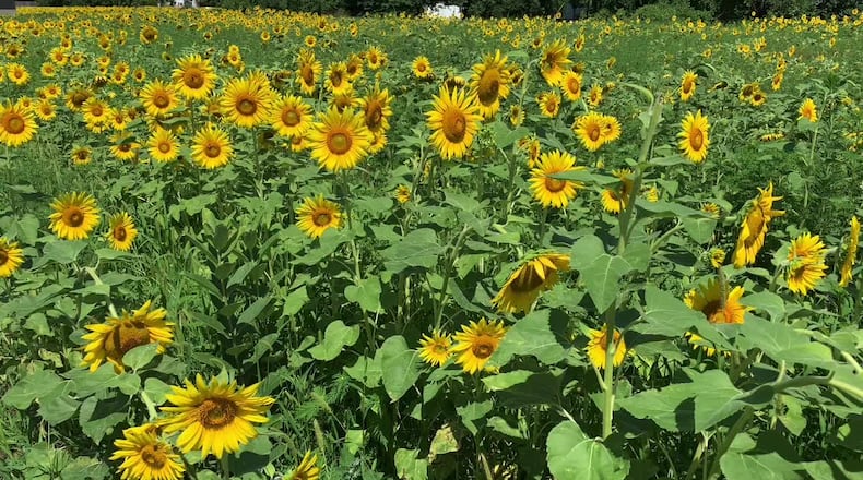 Springfield Sunflower Field