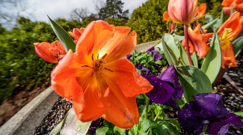 Spring has arrived at Cox Arboretum MetroPark. Visitors are free to enjoy the outdoor areas and trails. However, it is recommended that everyone in the park practice safe social distancing. Due to the coronavirus, all indoor spaces including restrooms are closed. During this time, access to the tree tower is also restricted. For more information, visit metroparks.org. TOM GILLIAM / CONTRIBUTING PHOTOGRAPHER