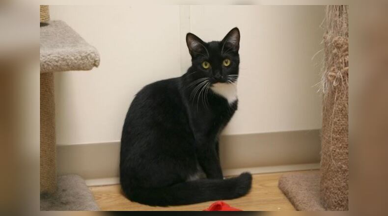 Nobel was found as a stray in Mechanicsburg, and was being fed by someone for a year. As an unspayed female she naturally became pregnant and gave birth to four kittens (Pooh Bear, Piglet, Eeyore, and Tigger). When the kittens were 4-months-old, Nobel and the kittens were surrendered to Paws Animal Shelter. The kittens are in the Cattitude room, one of our kitten rooms at the shelter. They are all playful, and love to wrestle with one another. They’re ready to be adopted, so stop by and meet these sweet little kittens. Put in an application to adopt one of these little guys and hopefully one of their siblings to keep him company. If you submit an inquiry via Petfinder for more information, include your telephone number for a more-timely response. Come visit them at the Paws Animal Shelter, 1535 West U.S. Highway 36, Urbana. Check out Paws at pawsurbana.com, on Facebook at facebook.com/paws.urbana, on Petfinder at petfinder.com or call 937-653-6233. Paws is in need of volunteers and foster homes. CONTRIBUTED