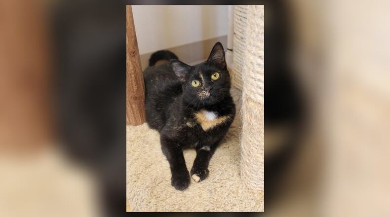Hello there, I’m Sable. I’m a little shy at first, but don’t let that fool you. I’m really sweet once I get to know you. I might hide when you first come to visit, but that’s just because I’m a bit nervous. I’m gentle, never a bother. I like people a lot, they’re my favorite. I’m not the type to jump into things. I’m looking for someone patient, someone who’ll give me the time I need to come out of my shell. Will you be that person for me? Adopt me and let’s find out together. Come visit me at the Paws Animal Shelter, 1535 West U.S. Highway 36, Urbana. Check out Paws at pawsurbana.com, on Facebook at facebook.com/paws.urbana, on Petfinder at petfinder.com or call 937-653-6233. To apply to adopt any of our cats or kittens, visit pawsurbana.org. Paws is in need of volunteers and foster homes. CONTRIBUTED