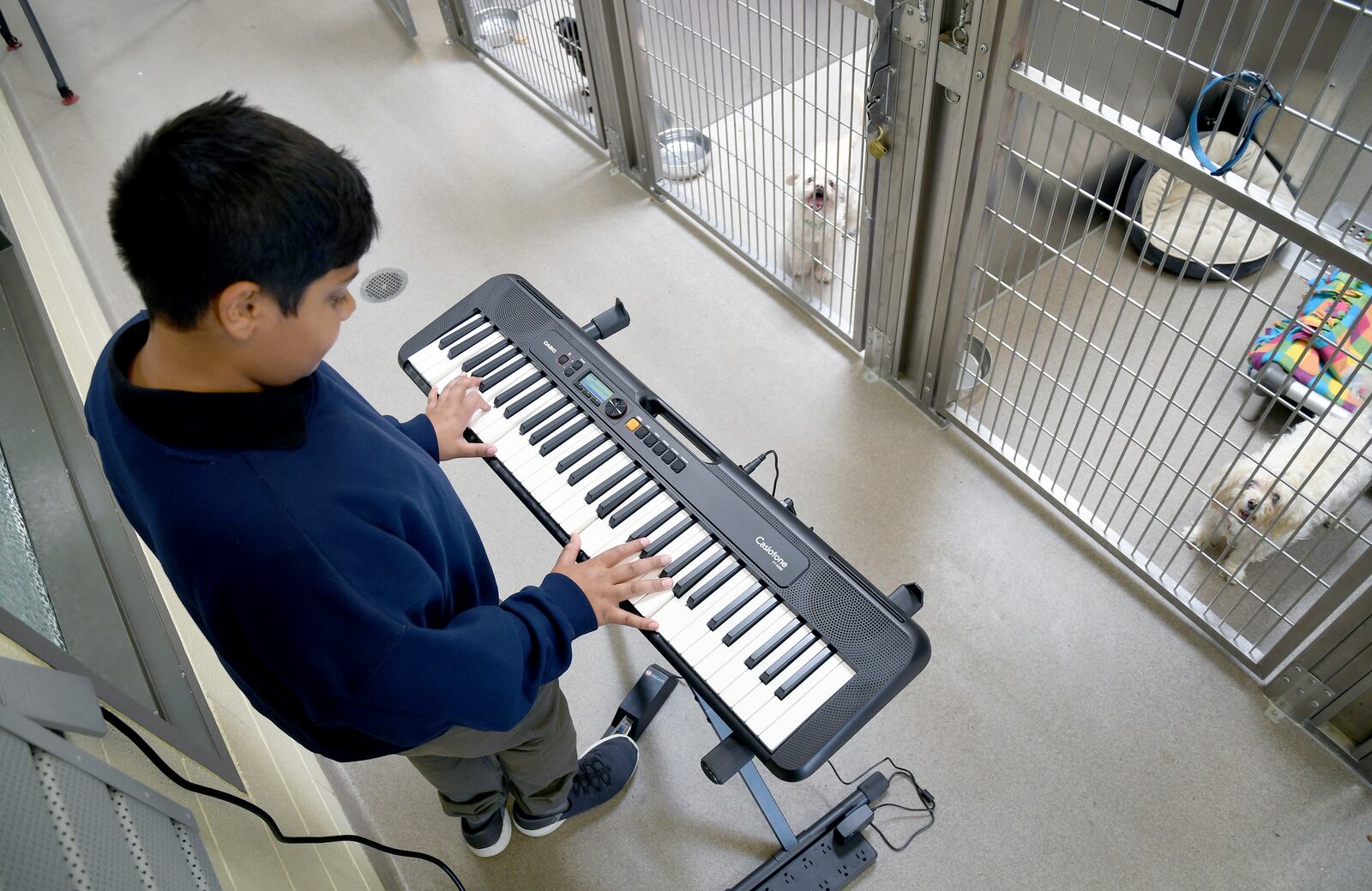 Yuvi Agarwal, the founder of Wild Tunes, which aims to soothe stressed shelter animals with live music, plays the keyboard at the Denver Animal Shelter, on Friday, May 30, 2025. (AP Photo/Thomas Peipert)