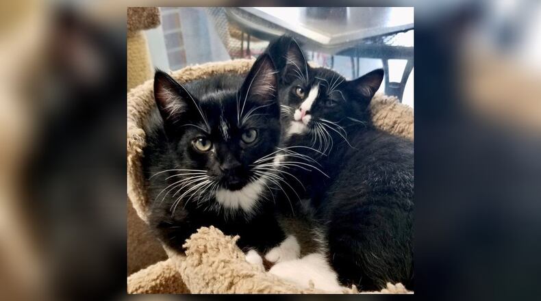 Moose and Darla are the Champaign County Pet of the Week from the PAWS Animal Shelter. CONTRIBUTED