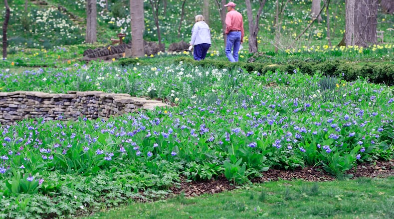 Tens of thousands of Virginia bluebells will soon burst into bloom at Aullwood Garden MetroPark. The spring perennials are the progeny of 250 plants originally purchased by Marie and John Aull. Marie Aull was considered the godmother of environmental movement in southwestern Ohio, according to Five Rivers MetroParks. She donated her garden retreat in the late 1970s for the public to enjoy. The 35-acre park, 955 Aullwood Rd., flowers most of the seasons of the year. LISA POWELL / STAFF