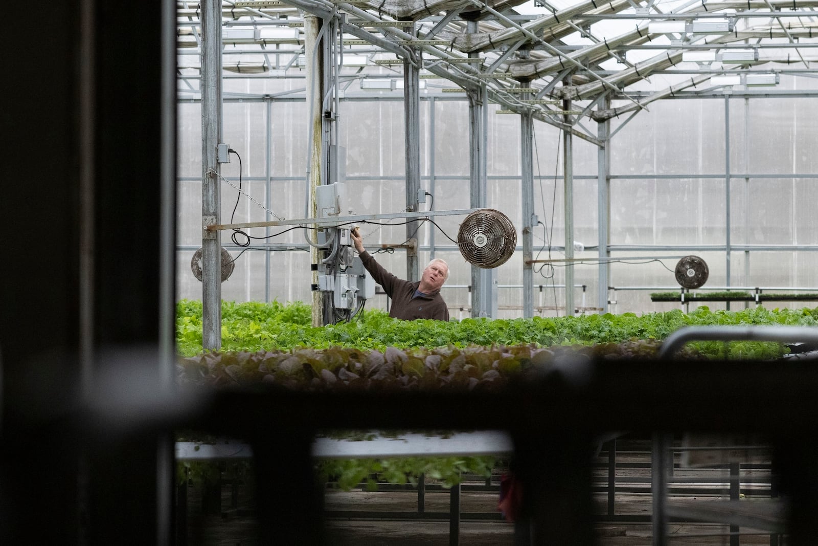 Bolton Farms owner John Bolton looks up as he works at the hydroponic farm Friday, March 21, 2025, in Hilton, N.Y. (Caitlyn Daproza via AP)