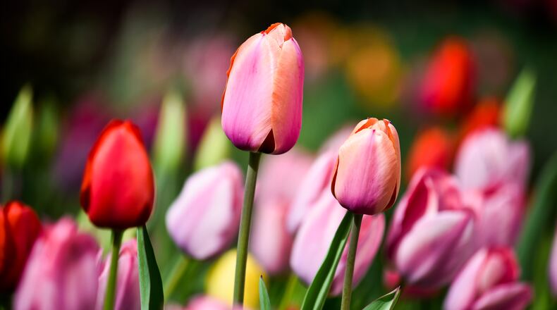 Zoo Blooms, a month-long celebration of colorful early-blossoming flowers, will be on display April 1-30 at the Cincinnati Zoo & Botanical Garden. STAFF FILE PHOTO